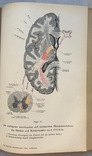 Анатомия, фото №6