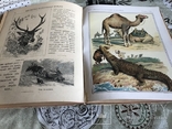 Моя первая естественная история Животные Детская книга 186 рисунков, фото №11