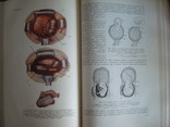 Акушерство,руководство для врачей и студентов,А.И.Петченко 1965г. тир.25тыс., фото №7
