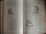 Акушерство,руководство для врачей и студентов,А.И.Петченко 1965г. тир.25тыс., фото №10