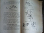 Акушерство,руководство для врачей и студентов,А.И.Петченко 1965г. тир.25тыс., фото №12