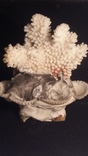 Сувенир с белым коралом и ракушка, фото №2