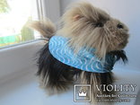  Toy igashka dog Yorkshire terrier, photo number 5