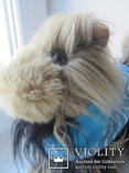  Toy igashka dog Yorkshire terrier, photo number 7