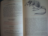 "Редкие и исчезающие животные" В.Соколов 1986г., фото №5