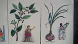 Набір листівок - З історії пряних рослин (16 жовтня), 1986, фото №6