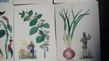 Набір листівок - З історії пряних рослин (16 жовтня), 1986, фото №11