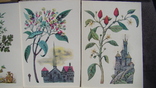 Набір листівок - З історії пряних рослин (16 жовтня), 1986, фото №13