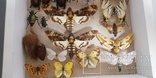 Энтомологическая коллекция насекомых №17, фото №2