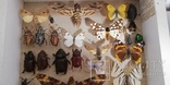 Энтомологическая коллекция насекомых №17, фото №3
