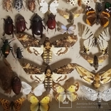 Энтомологическая коллекция насекомых №17, фото №4