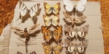 Энтомологическая коллекция насекомых №18, фото №5