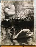 Большое (30*40 см.) фото фотохудожника Топалова Г.П. "Лебеди", 70-е г.г.., фото №2