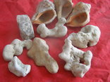 Ракушки камни морские для аквариума., фото №2