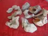 Ракушки камни морские для аквариума., фото №3