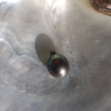 Натуральный морской чёрный жемчуг  Таити .12х16 мм капля, фото №3