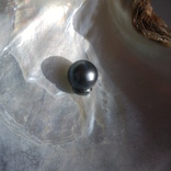 Натуральный морской чёрный жемчуг  Таити .12х15 мм барочная, фото №4