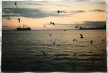 Фото (15*10 см.) фотохуд. Топалова Г.П. "Чайки над акваторией порта", 90-е г.г.., фото №2