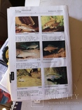 Книга аквариум рыбки  Baensch Aquarium Atlas Photo Index 1-5, фото №13