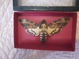 Бабочка "Мертвая голова", фото №2