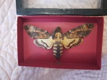 Бабочка "Мертвая голова", фото №3