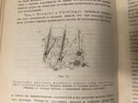 Основы фармакологии 1913 Адреналин Жаропонижающие, фото №11