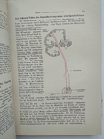 1910 Неврология Немецкий язык Левандовский, фото №9