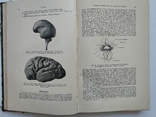 1910 Неврология Немецкий язык Левандовский, фото №11