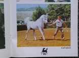 Арабские лошади на Ставрополье.(1988 год)., фото №6