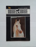Арабские лошади на Ставрополье.(1988 год)., фото №13