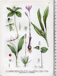Старинная хромолитография. Ботаника. Bilder-Atlas des Pflanzenreichs. 1909 год. (24х16см.), фото №5