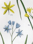 Старинная хромолитография. Ботаника. Bilder-Atlas des Pflanzenreichs. 1909 год. (24х16см.), фото №3