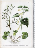 Старинная хромолитография. Ботаника. Bilder-Atlas des Pflanzenreichs. 1909 год. (24х16см.), фото №5