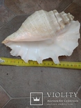 Раковина Лямбис 20 см морская ракушка, фото №4