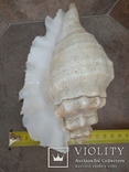 Раковина Лямбис 20 см, морская ракушка, фото №4