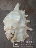 Раковина Лямбис 20 см, морская ракушка, фото №7