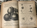 Книга Гоше о плодах 1899г С 800 политипажами, фото №2