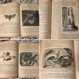 Книга Гоше о плодах 1899г С 800 политипажами, фото №12
