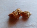 Две морские ракушки., фото №6