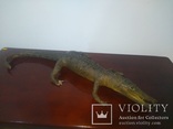 Крокодил мумия, фото №3
