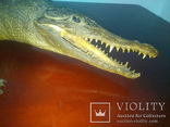 Крокодил мумия, фото №4