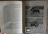 Подарункове видання про псове полювання, кориду, бої півнів (1912), фото №12