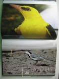 Книга по орнітології "Гніздова орнітофауна басейну Верхнього Дністра"., фото №8