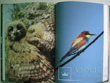 Книга по орнітології "Гніздова орнітофауна басейну Верхнього Дністра"., фото №9