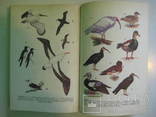 Комплект книг по орнітології, 4 шт., фото №7