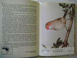 Комплект книг по орнітології, 4 шт., numer zdjęcia 11