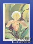 ,,Орхидея" (фото В.Тихомирова, 1977 год). Чистая., фото №2