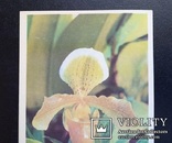 ,,Орхидея" (фото В.Тихомирова, 1977 год). Чистая., фото №4