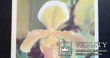 ,,Орхидея" (фото В.Тихомирова, 1977 год). Чистая., фото №5
