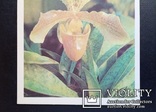 ,,Орхидея" (фото В.Тихомирова, 1977 год). Чистая., фото №6
